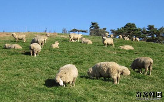 江原道的羊群