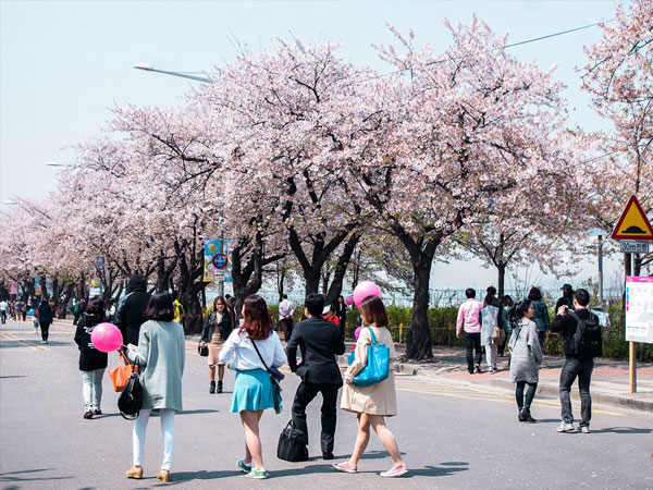 新春首尔赏樱花一日游