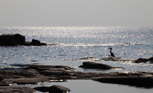 济州偶来小路上的海鸟