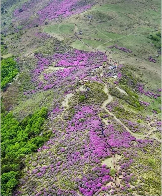 황매산 철쭉제 黄梅山 山踯躅花节