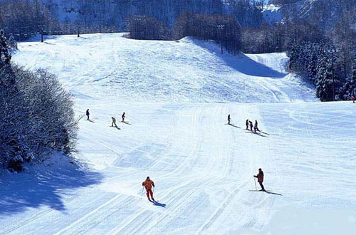 芝山森林滑雪场