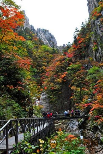 雪岳山的枫叶