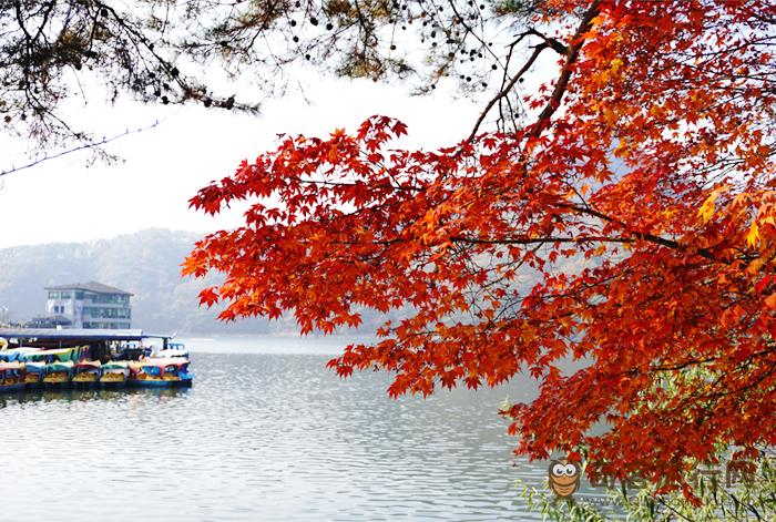 山井湖水散步路上火红的枫叶