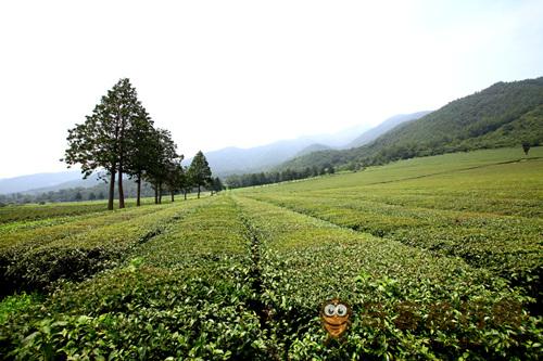 宝城茶香节.jpg