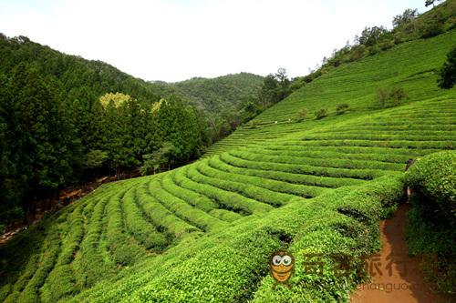 宝城茶香节2.jpg