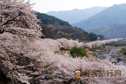 花开集市樱花庆典.jpg