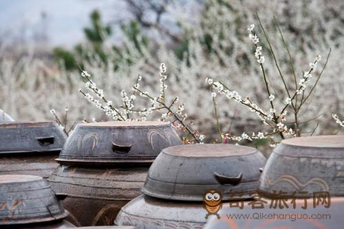 光阳梅花节