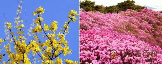 2016韩国春花预测开花时期
