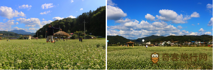 平昌郡的荞麦路