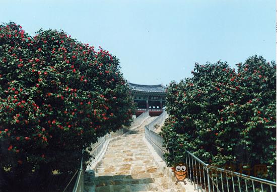  马梁里山茶花