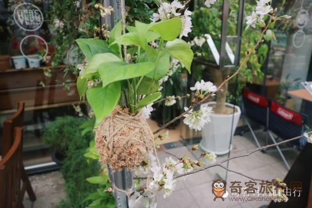 绿色植物