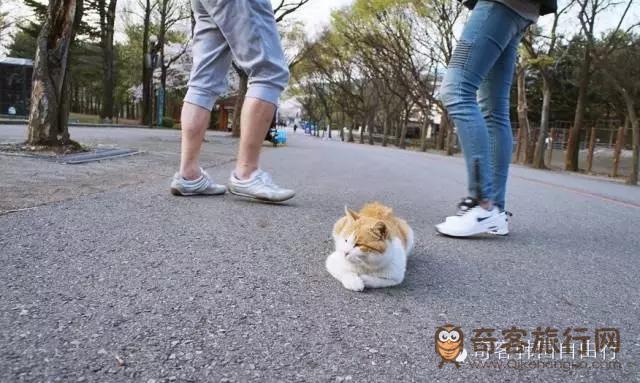 在马路中间的猫